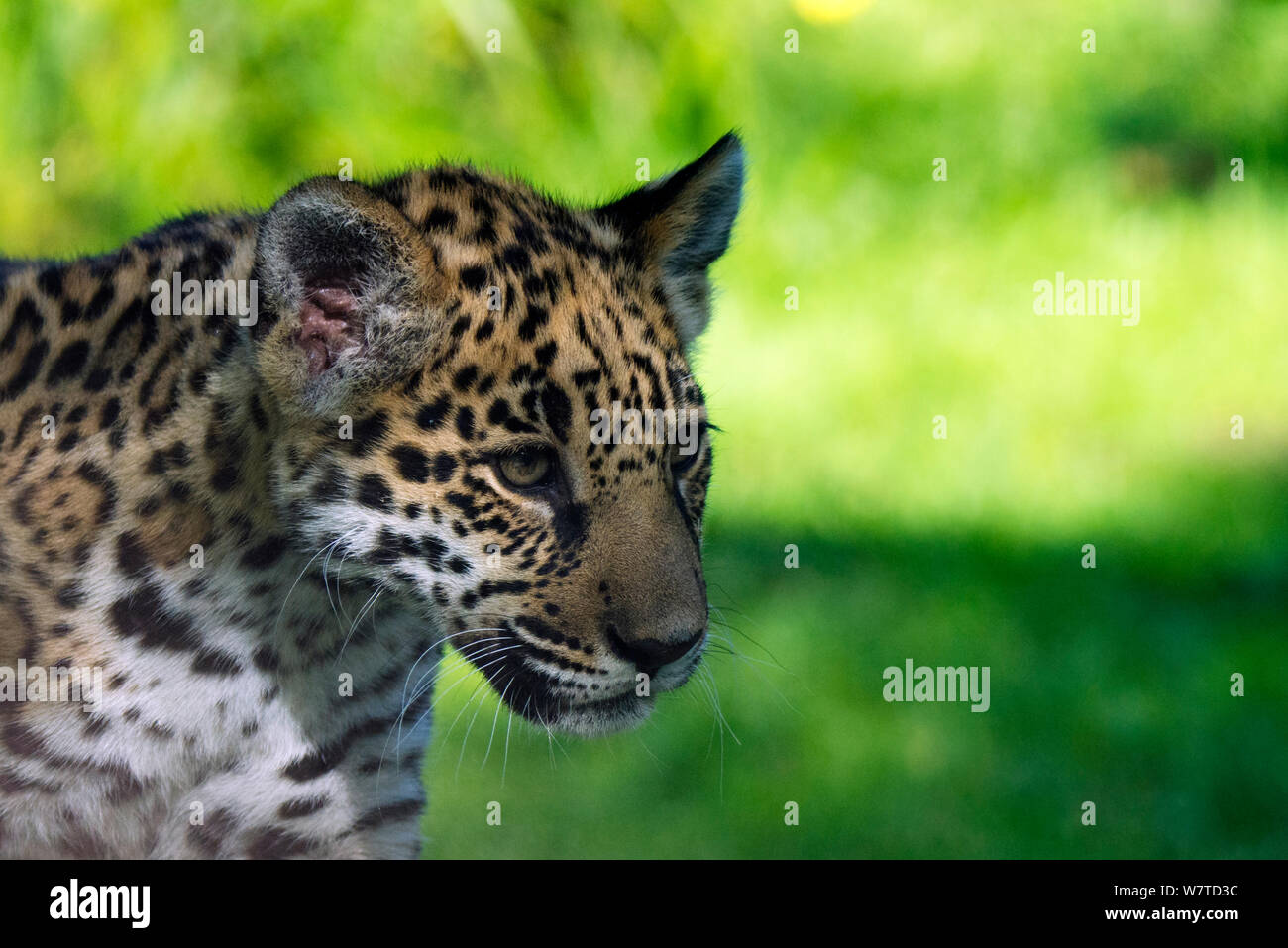 Jaguar (Panthera onca) Cub, Captive, beheimatet in Süd- und Mittelamerika. Stockfoto