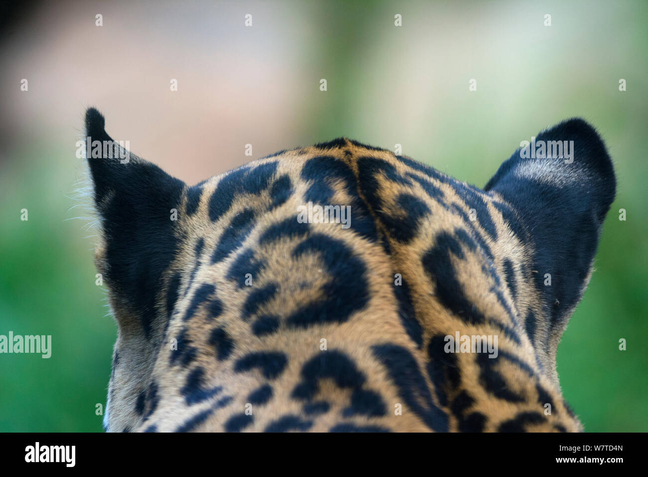 Nahaufnahme der spot Muster auf Haut/Fell auf der Rückseite einer Jaguar (Panthera onca) Kopf, Captive, beheimatet in Süd- und Mittelamerika. Stockfoto