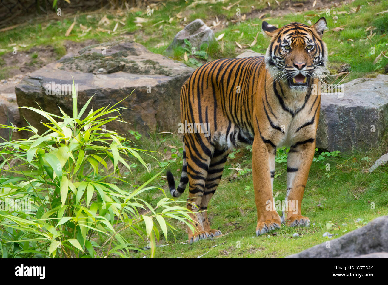 Weibliche Sumatra-tiger (Panthera tigris sumatrae), Captive, beheimatet in Sumatra, Indonesien Stockfoto