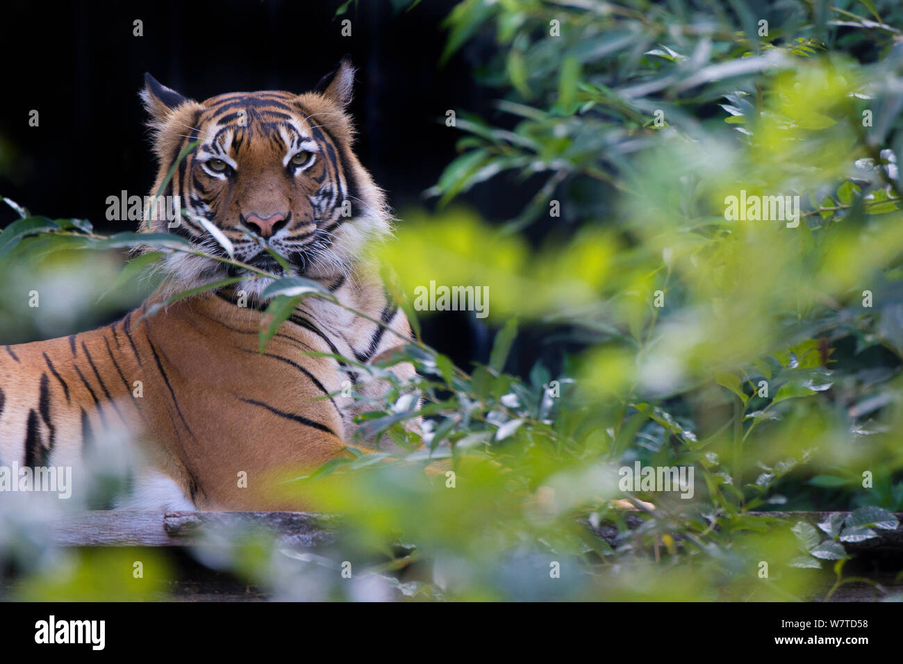 Malaiische Tiger (Panthera tigris Lormieri), Captive, native auf die Malaiische Halbinsel. Stockfoto