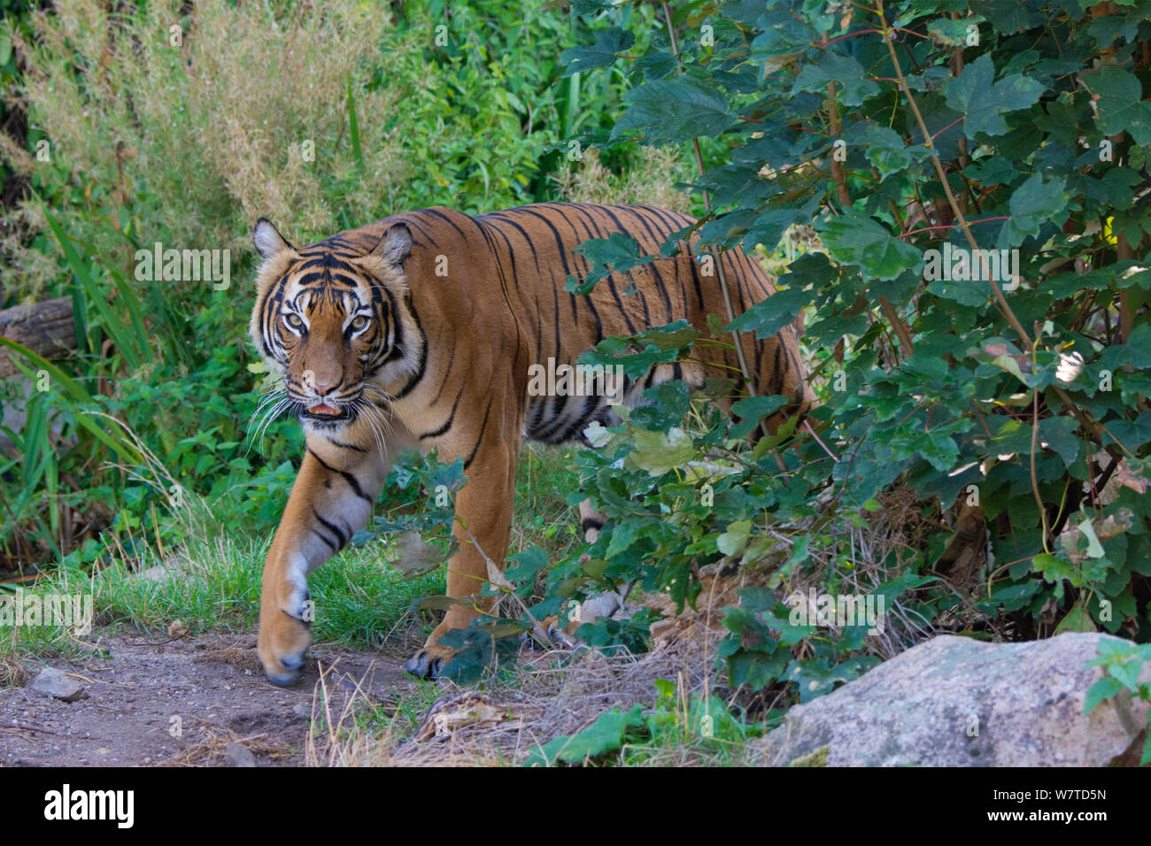 Malaiische Tiger (Panthera tigris Lormieri), Captive, native auf die Malaiische Halbinsel. Stockfoto