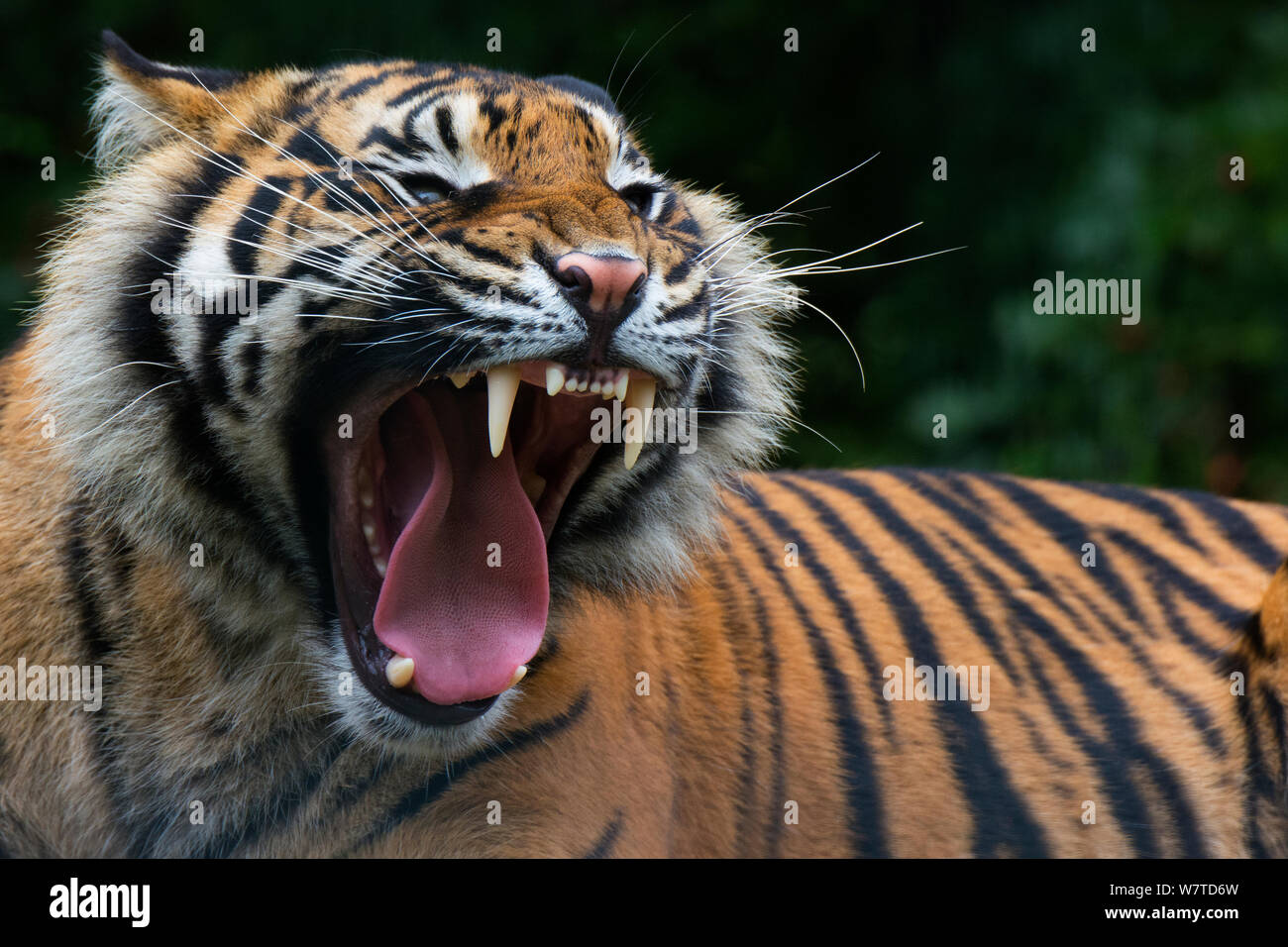 Sumatra-tiger (Panthera tigris sumatrae) Gähnen, Captive, beheimatet in Sumatra, Indonesien Stockfoto