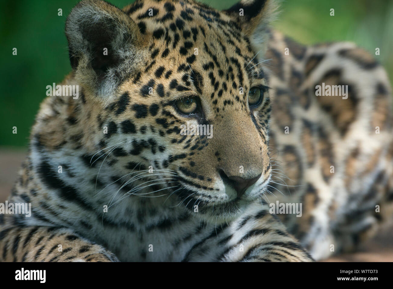 Jaguar (Panthera onca) Cub, im Alter von fünf Monaten, Captive, beheimatet in Süd- und Mittelamerika. Stockfoto
