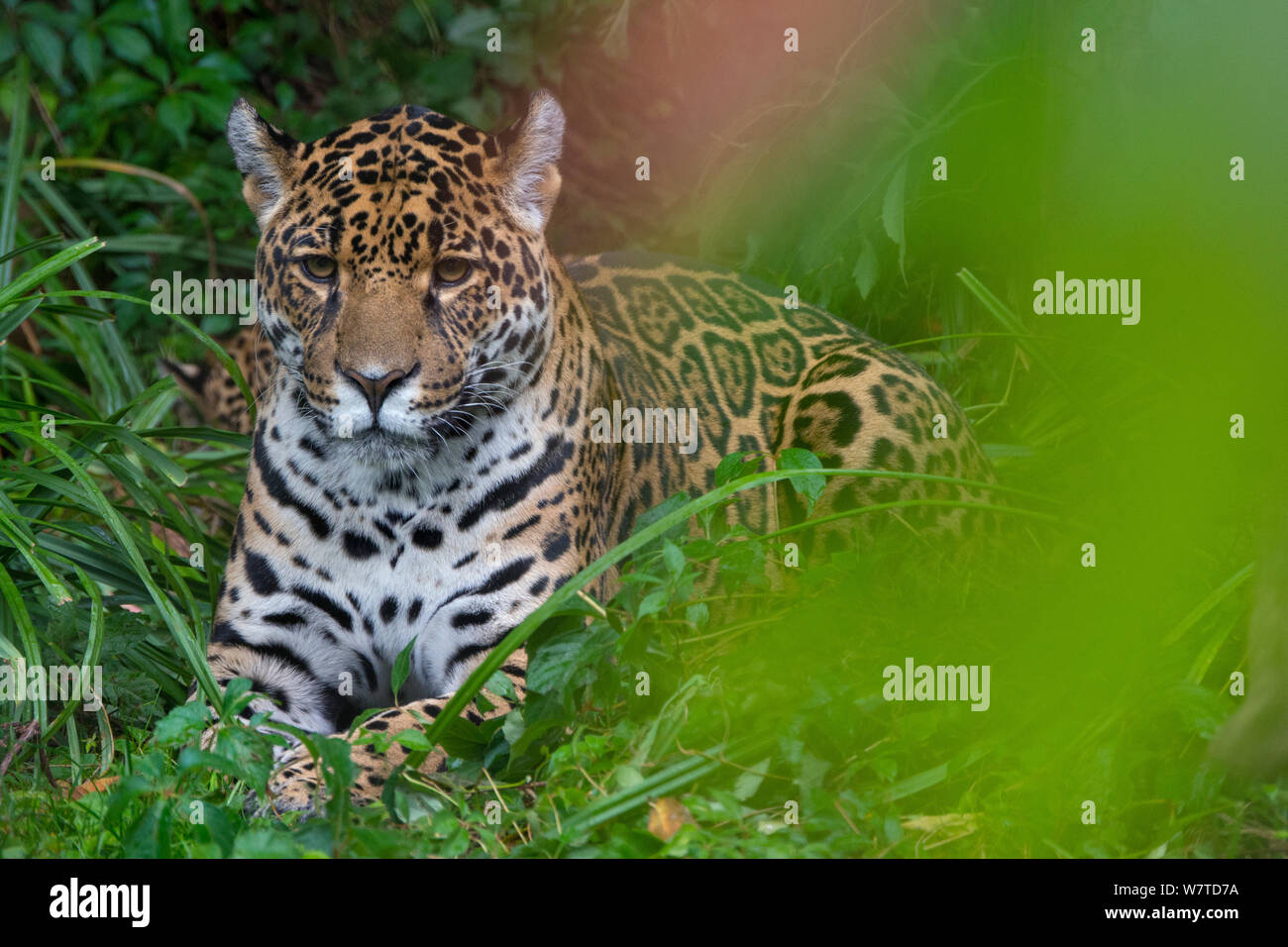 Weibliche Jaguar (Panthera onca), Captive, beheimatet in Süd- und Mittelamerika. Stockfoto