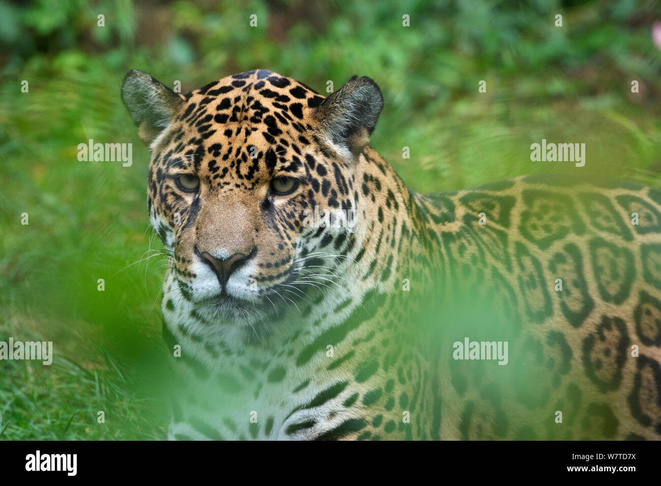 Weibliche Jaguar (Panthera onca), Captive, beheimatet in Süd- und Mittelamerika Stockfoto