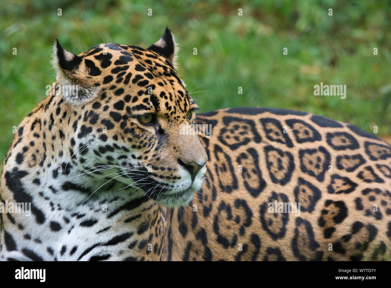 Weibliche Jaguar (Panthera onca), Captive, beheimatet in Süd- und Mittelamerika Stockfoto