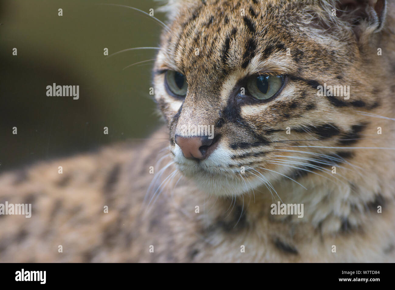 Geoffroy&#39;s Cat (Leopardus geoffroyi), Captive, beheimatet in Südamerika. Stockfoto