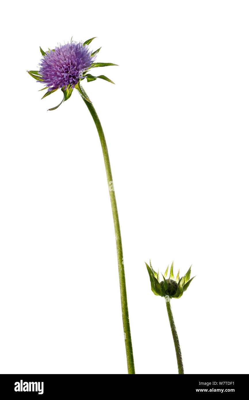 Feld-witwenblume (Knautia arvensis) Rheinland-Pfalz, Deutschland, April. Meetyourneighbors.net Projekt Stockfoto