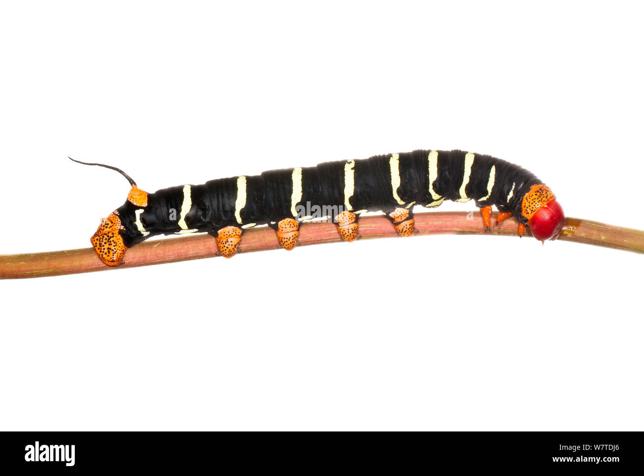 Tetrio Sphinx Moth Caterpillar (Pseudosphinx tetrio) die Kaw Berge, Französisch-guayana. Meetyourneighbors.net Projekt Stockfoto