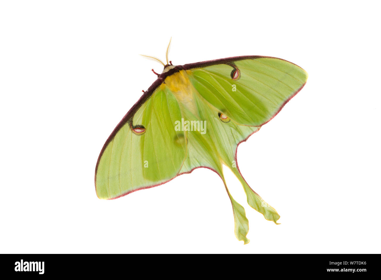 Luna Moth (Actias Luna) Oxford, Mississippi, USA, April. Meetyourneighbors.net Projekt Stockfoto