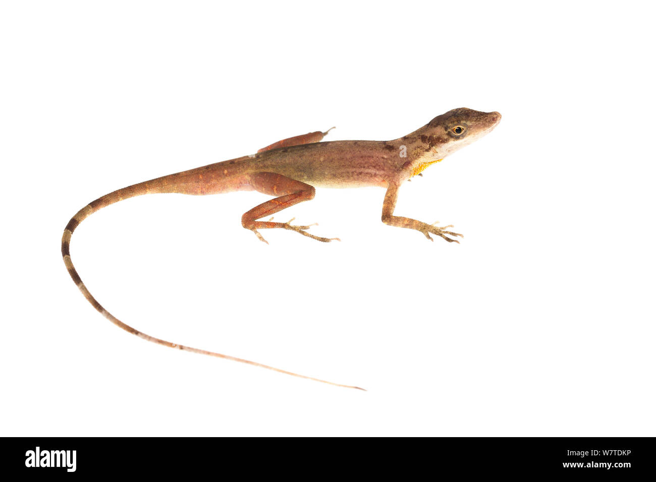 Lizard Anolis (Anolis apletophallus) Gamboa, Panama. Meetyourneighbors.net Projekt Stockfoto