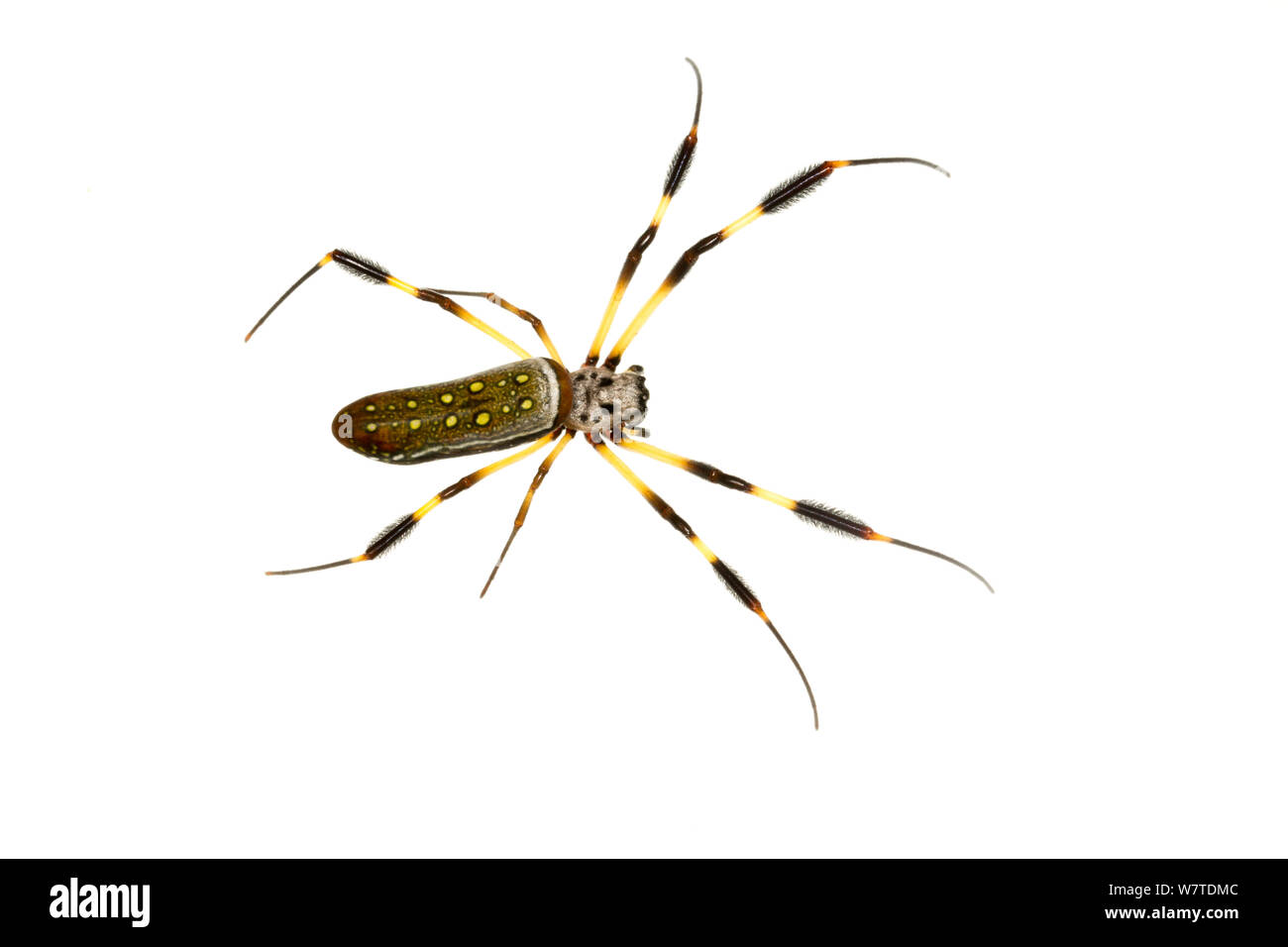Golden Orb Weaver (Nephila clavipes) Isla Colon, Panama. Meetyourneighbors.net Projekt Stockfoto