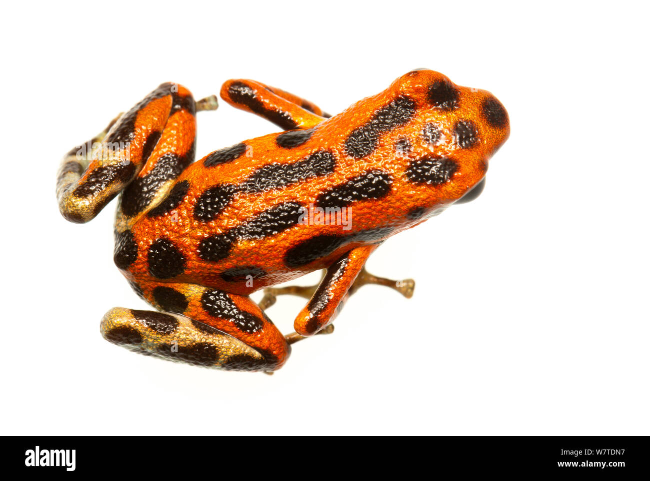 Erdbeere Pfeilgiftfrosch (Oophaga pumilio) eine von vielen Farbe Gemorpht, Bastimentos, Panama. Meetyourneighbors.net Projekt Stockfoto