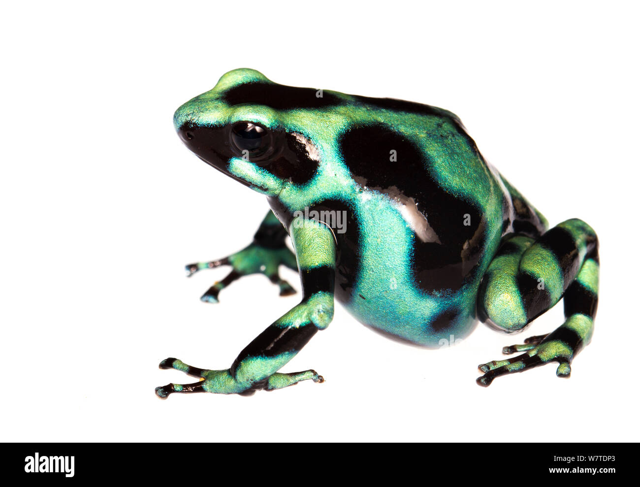 Weibliche grüne und schwarze Pfeilgiftfrosch (Dendrobates auratus), ist wahrscheinlich doppelt so groß wie normal, aufgrund sehr Gravid zu rechnen. Von Esperanza, Panama. Meetyourneighbors.net Projekt Stockfoto