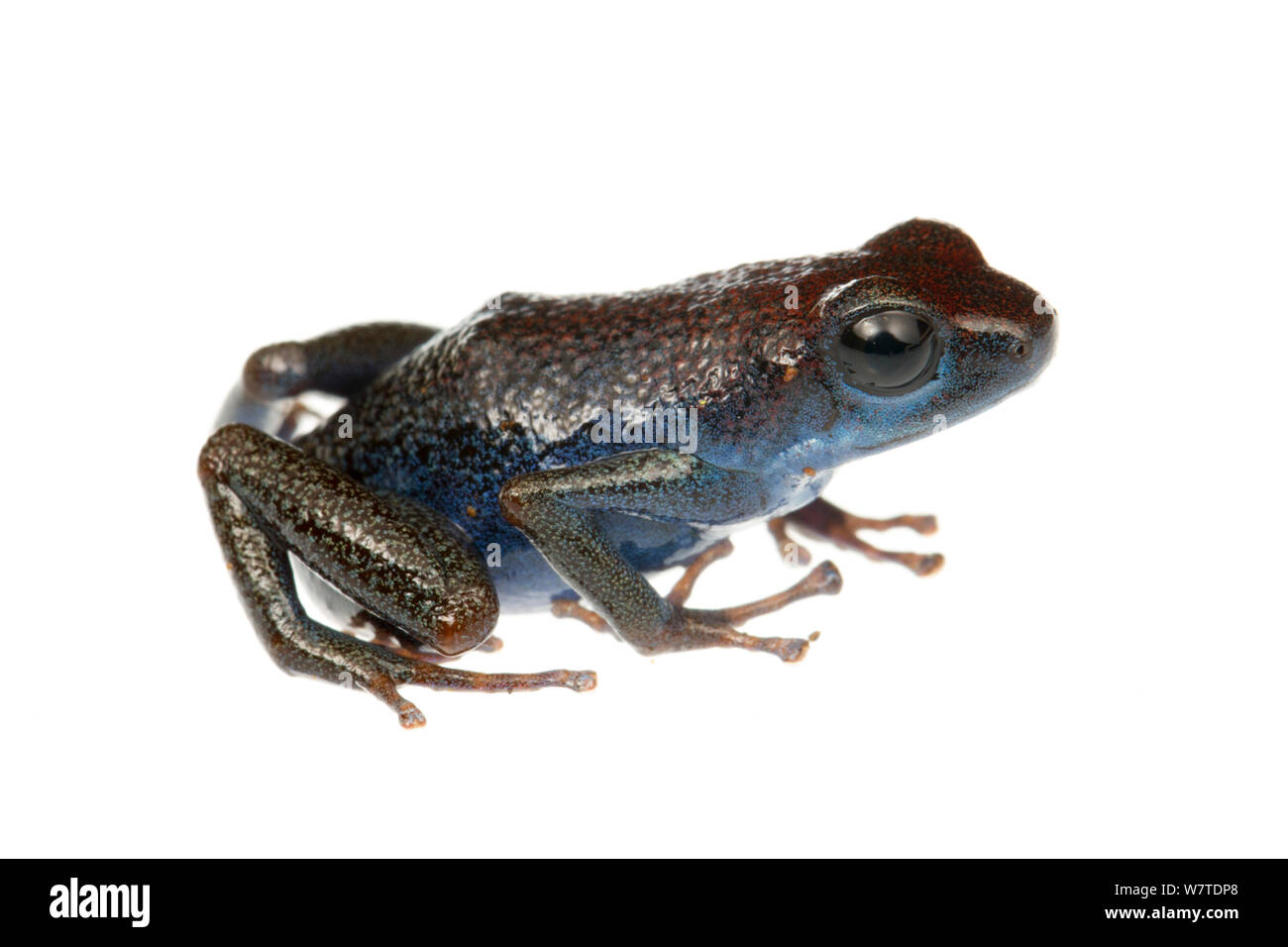 Erdbeere Pfeilgiftfrosch (Oophaga pumilio) eine von vielen Farbe Gemorpht, Dolphin Bay, Panama. Meetyourneighbors.net Projekt Stockfoto