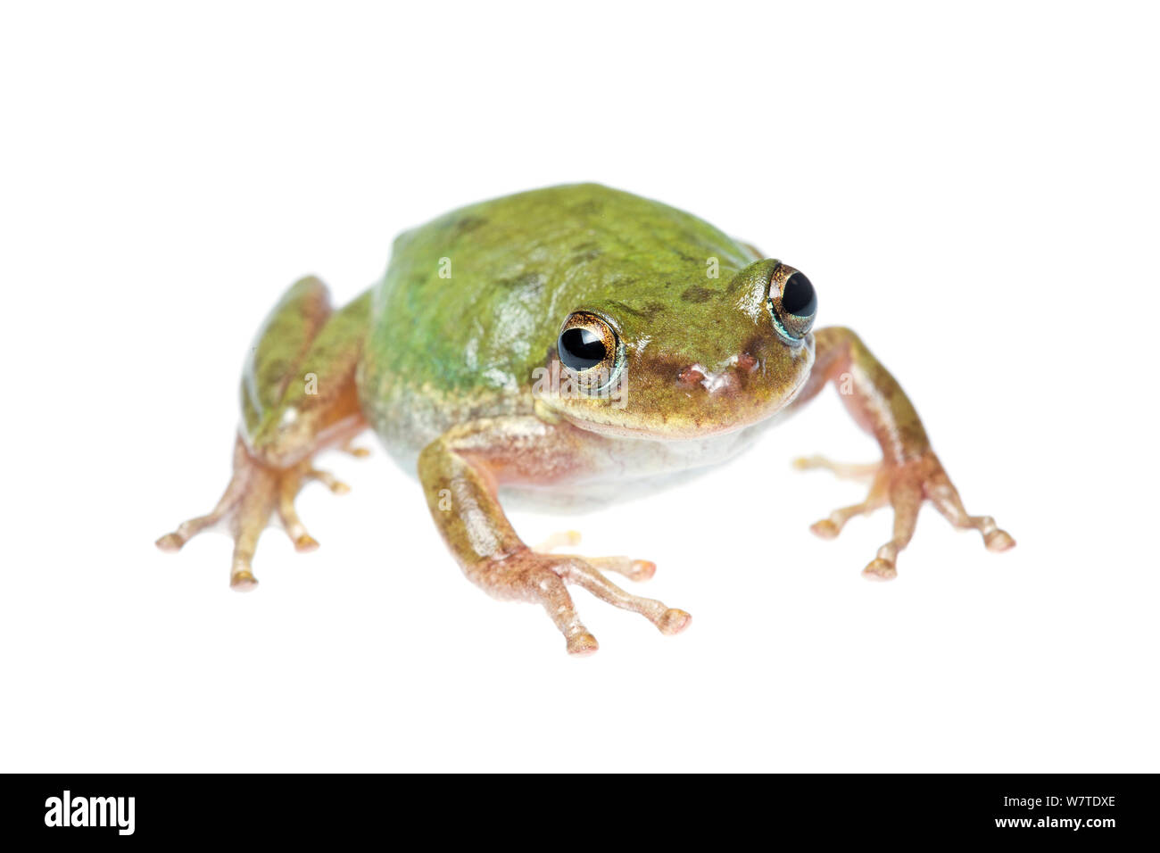 Eichhörnchen Treefrog (Hyla squirella) Porträt, South Padre Island, Cameron County, Rio Grande Valley, Texas, Vereinigte Staaten von Amerika, Nordamerika, September. Meetyourneighbors.net Projekt Stockfoto