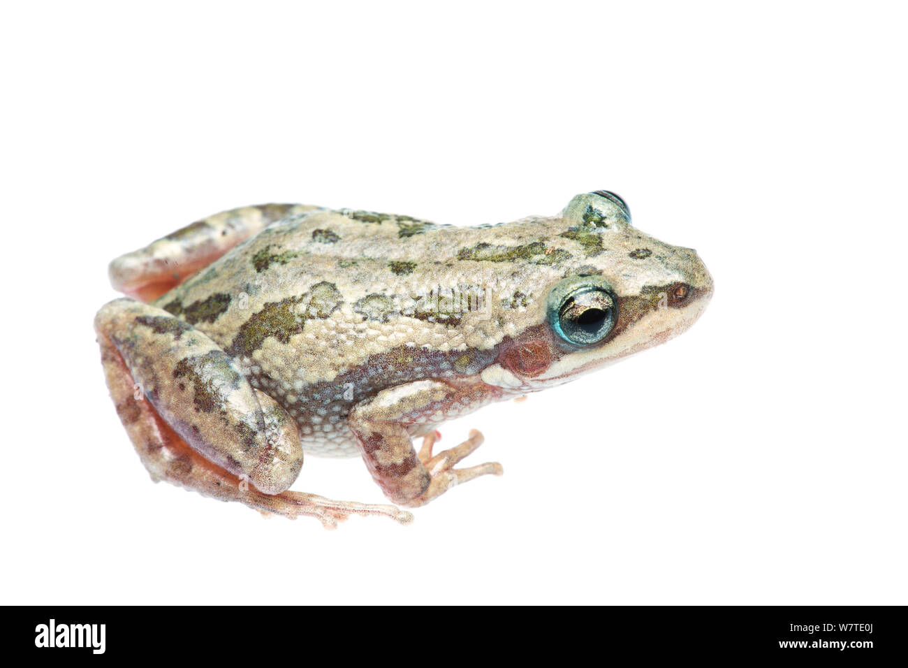 Gefleckte Chorus Frosch (Pseudacris Clarkii) männlichen Profil, Sabal Palm Heiligtum, Cameron County, Rio Grande Valley, Texas, Vereinigte Staaten von Amerika, Nordamerika, September. Meetyourneighbors.net Projekt Stockfoto