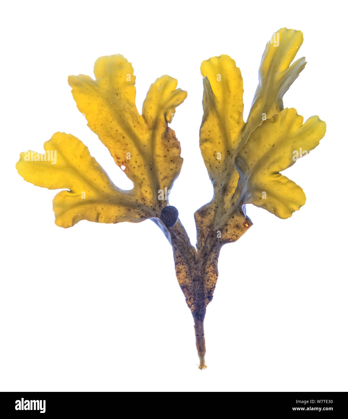 Blase Rack (Fucus vesiculosus) von Rock Pool, County Clare, Irland. Dezember. Meetyourneighbors.net Projekt Stockfoto