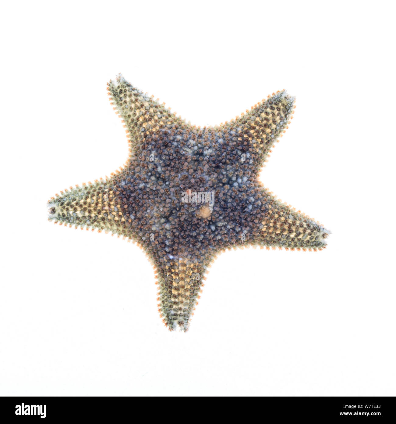 Kissen Star (Asterina gibbosa) von Rock Pool, County Clare, Irland, August. Meetyourneighbors.net Projekt Stockfoto