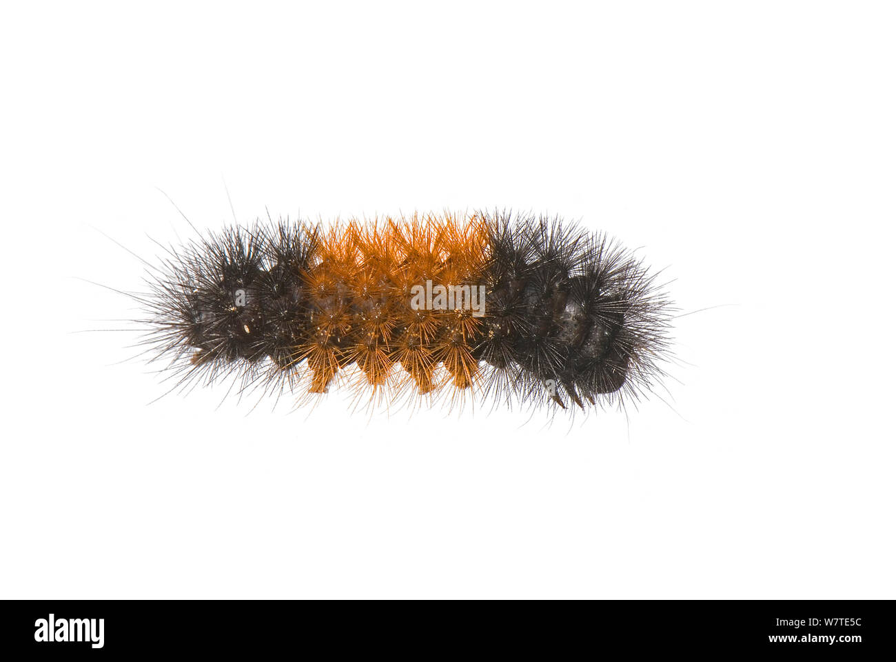 Woolly tragen Caterpillar (Pyrrharctia isabella) Washington, USA, September gebändert. Stockfoto