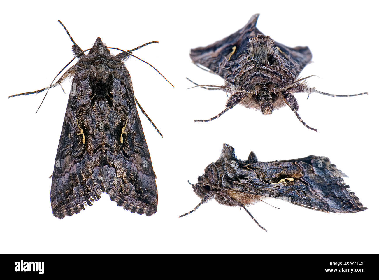 Alfalfa Looper Motte (Autographa californica) Composite, Snohomish County, Washington, USA. Meetyourneighbors.net Projekt. Stockfoto
