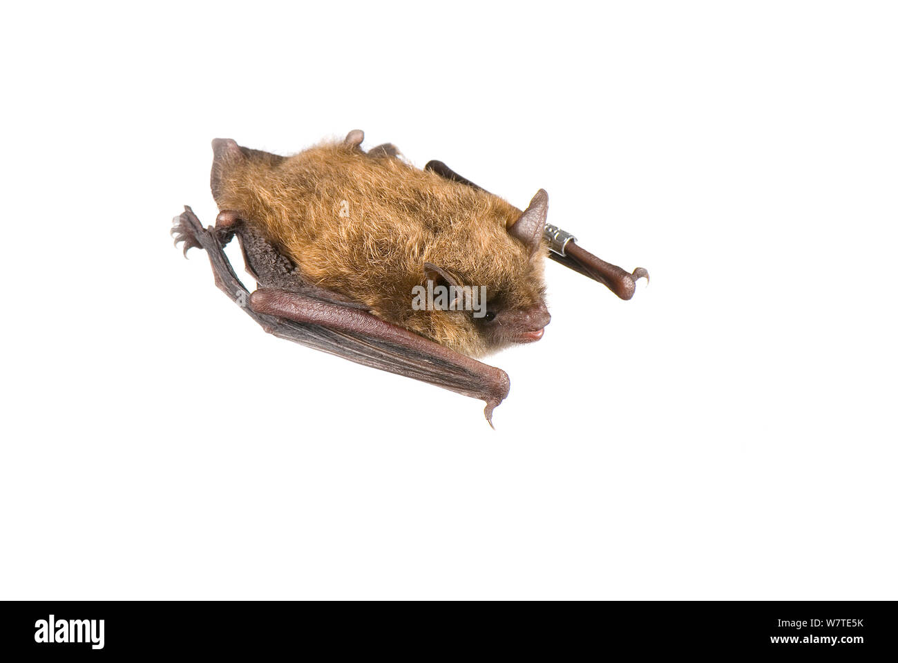 Little Brown Bat (Myotis lucifugus) Ohio, USA, Juli. Meetyourneighbors.net Projekt. Stockfoto