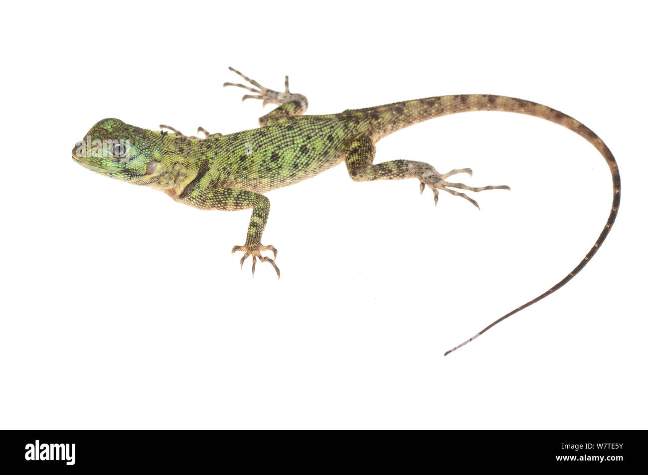 Blaue Lippen baum Lizard (Plica Umbra) Iwokrama, Guyana. Meetyourneighbors.net Projekt Stockfoto