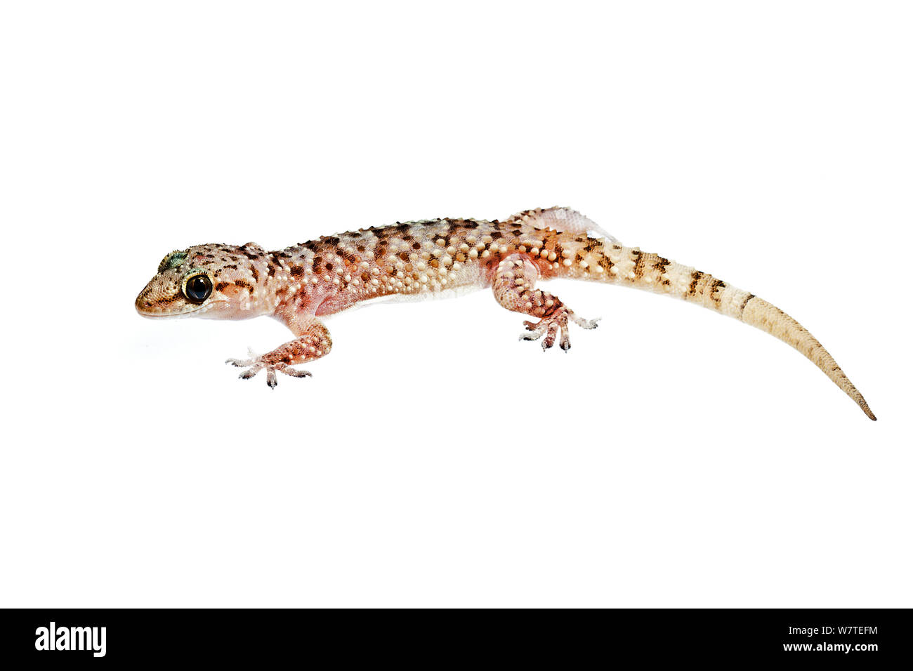 Seitliche Sicht auf das Mittelmeer Haus Gecko (Hemidactylus turcicus), Kreta, Griechenland, August. Meetyourneighbors.net Projekt. Stockfoto