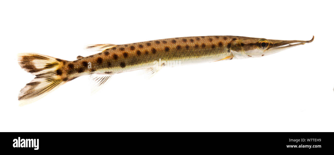 Hecht - characin (Boulengerella maculata) in der Nähe von Manacapuru, Brasilien entdeckt. Meetyourneighbors.net Projekt Stockfoto