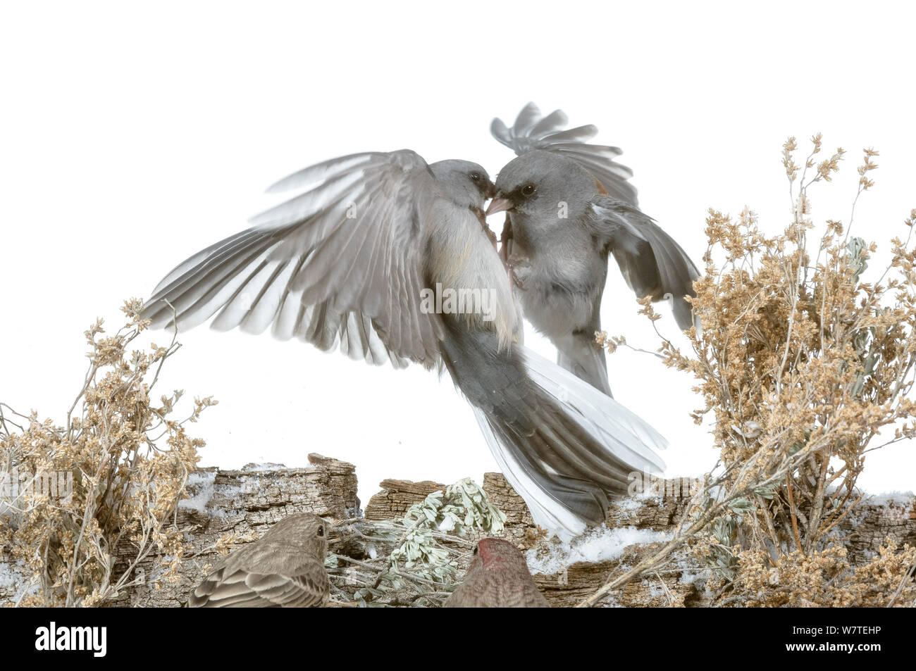 Dark-eyed Juncos (Junco Hyemalis) kämpfen, Arroyo Seco, New Mexico, USA, Dezember. Meetyourneighbors.net Projekt Stockfoto