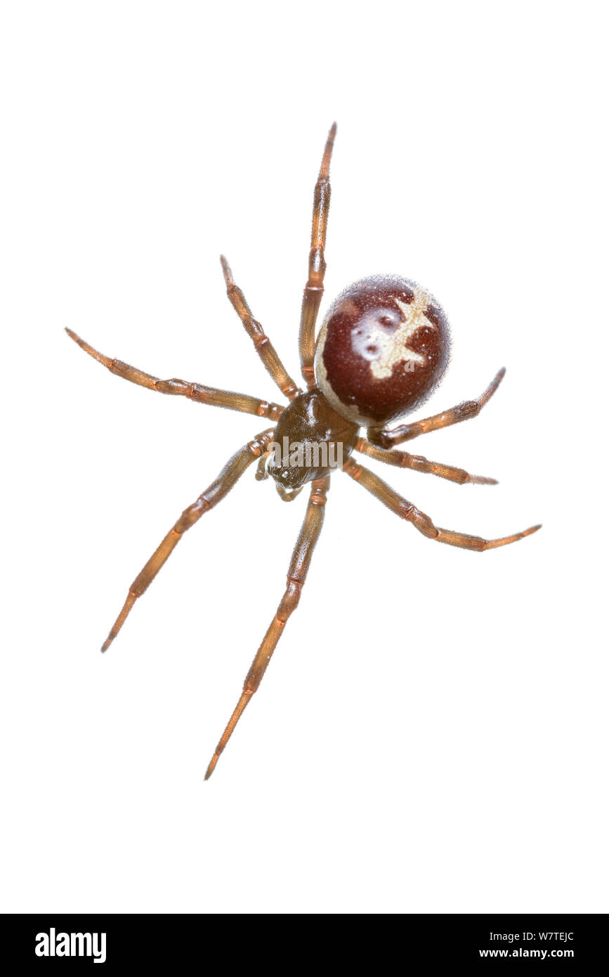 Falsche Witwe Spinne (Steatoda paykulliana) San Juan, Alicante, Spanien, November. Meetyourneighbors.net Projekt Stockfoto