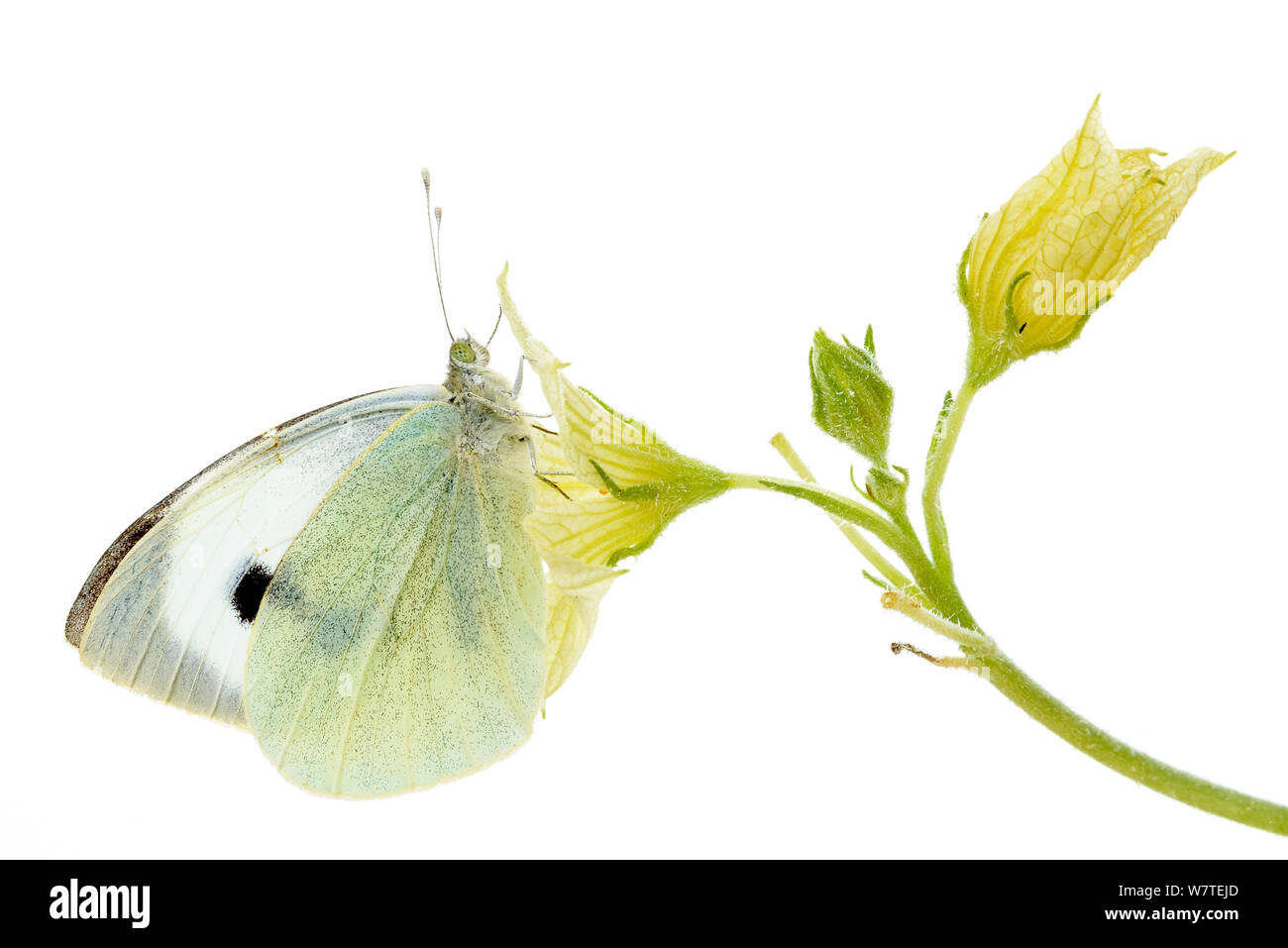 Kleine weiße Falter (Pieris rapae) von Benidorm, Alicante, Spanien, November. Meetyourneighbors.net Projekt Stockfoto