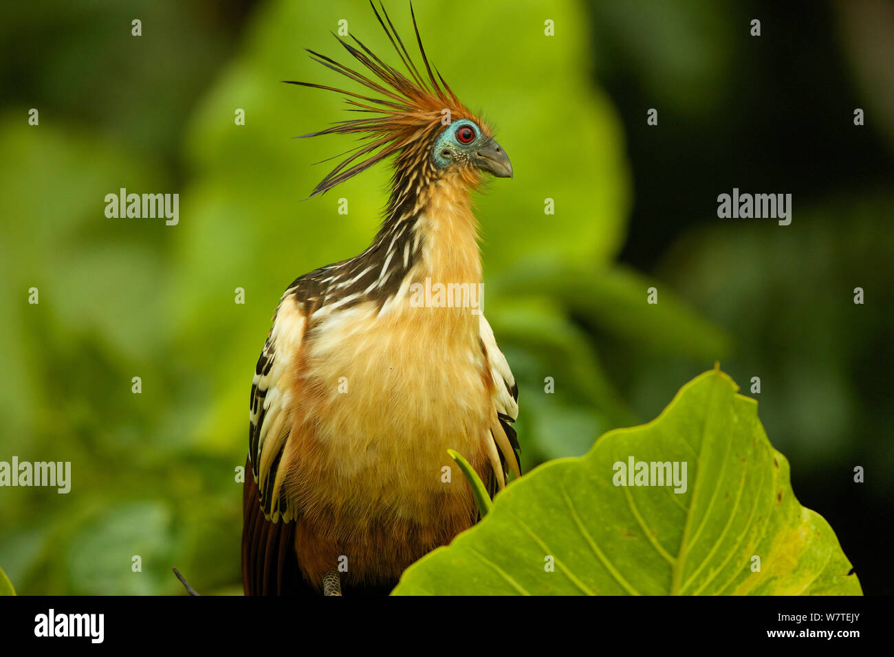 Hoatzin (Opisthocomus hoazin) entlang der Anangu Lagune, Yasuni Nationalpark, Orellana Provinz, Ecuador, Juli. Stockfoto