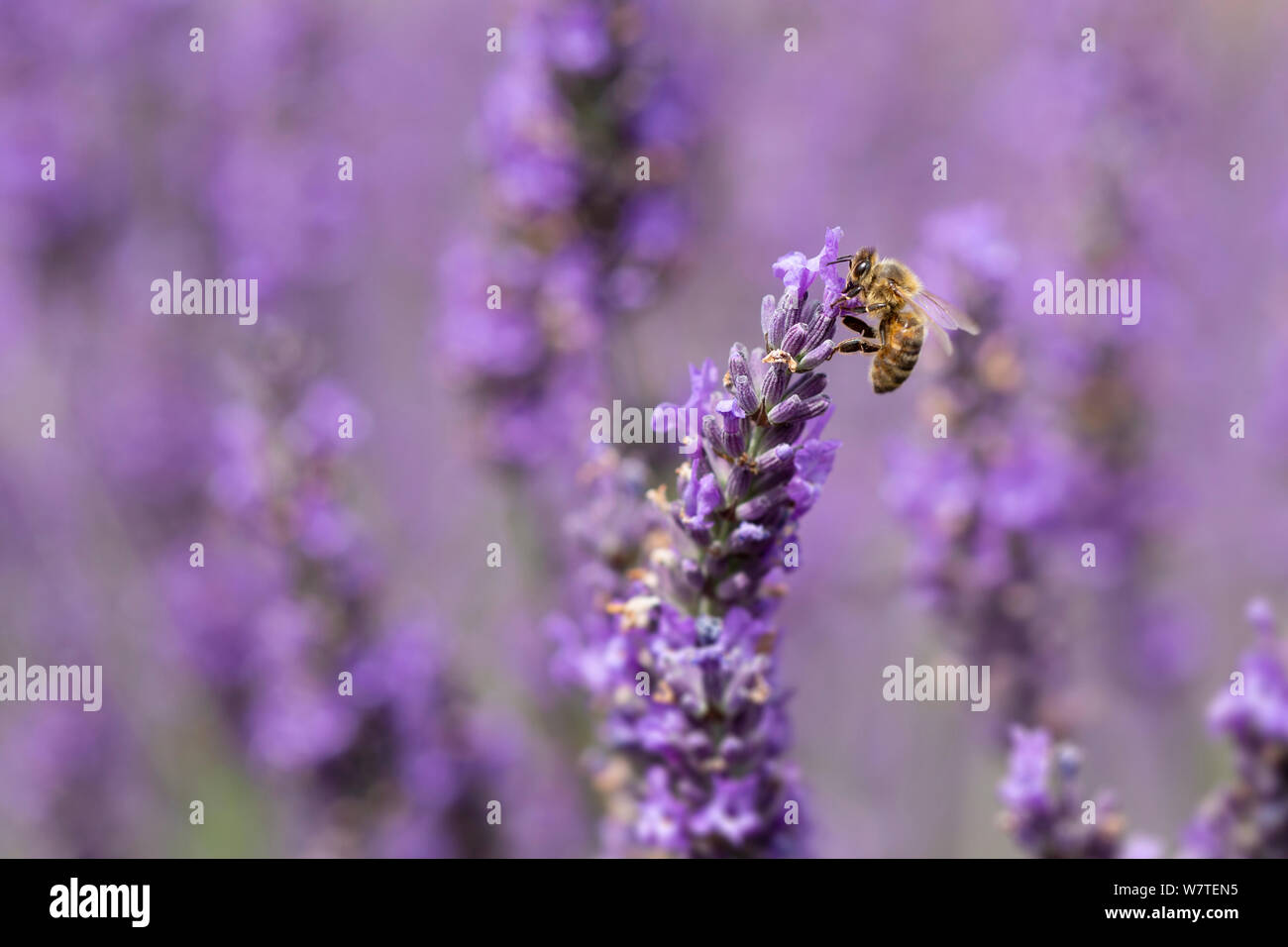 Nahaufnahme einer Honigbiene, Apis mellifera, Lavendelblüten Stockfoto