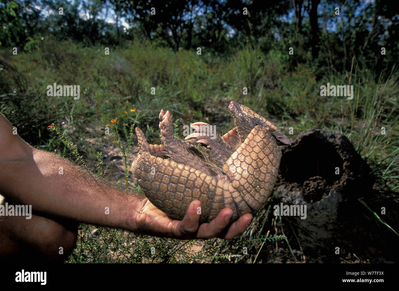 Hand mit brasilianischen Drei gebändert Armadillo (Tolypeutes tricinctus) auf dem Rücken, Cerrado region Piaui Zustand, im Nordosten Brasiliens. Gefährdete Arten. Stockfoto