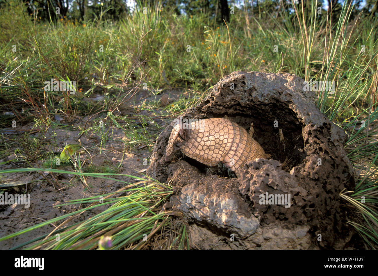 Brasilianische drei gebändert Armadillo (Tolypeutes tricinctus) in zerstörten termite Damm, Cerrado region Piaui Zustand, im Nordosten Brasiliens. Gefährdete Arten. Stockfoto