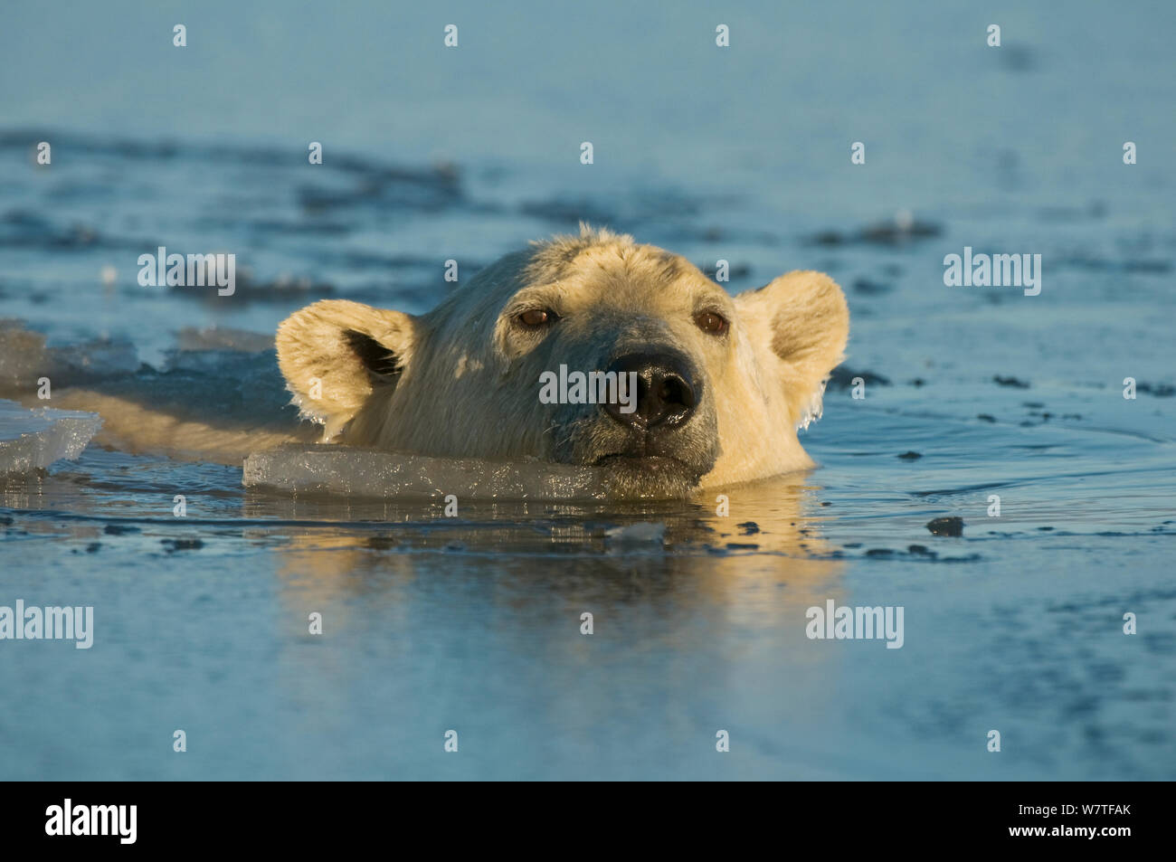 Junge Eisbär (Ursus maritimus) eingetaucht, Schwimmen im eiskalten Wasser slushy, aus der 1002 der Arctic National Wildlife Refuge, Nordhang der Brooks Range, Beaufort Sea, Alaska, Oktober. Stockfoto