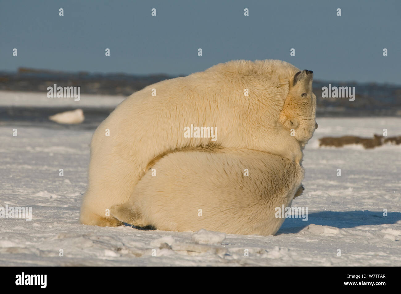 Paar Eisbär (Ursus maritimus) subadults im Spiel einlegen, Bernard Spit, Nordhang der Brooks Range, Beaufort Sea, Alaska, Oktober. Stockfoto