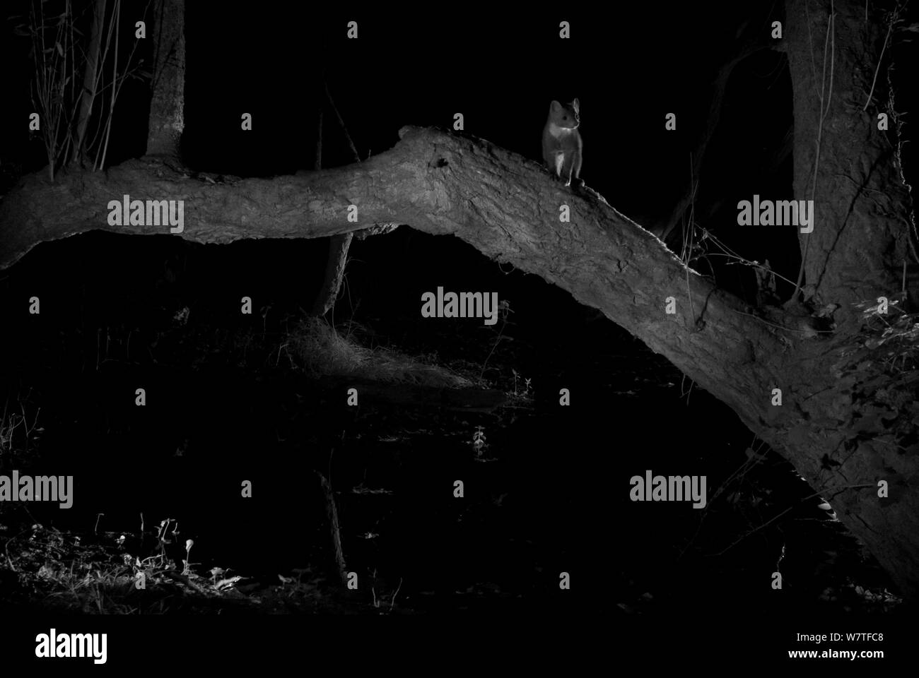 Baummarder (Martes martes) im Garten bei Nacht, mit Infrarot Fernbedienung Kamera trap, Mayenne, Pays de Loire, Frankreich, August genommen. Stockfoto