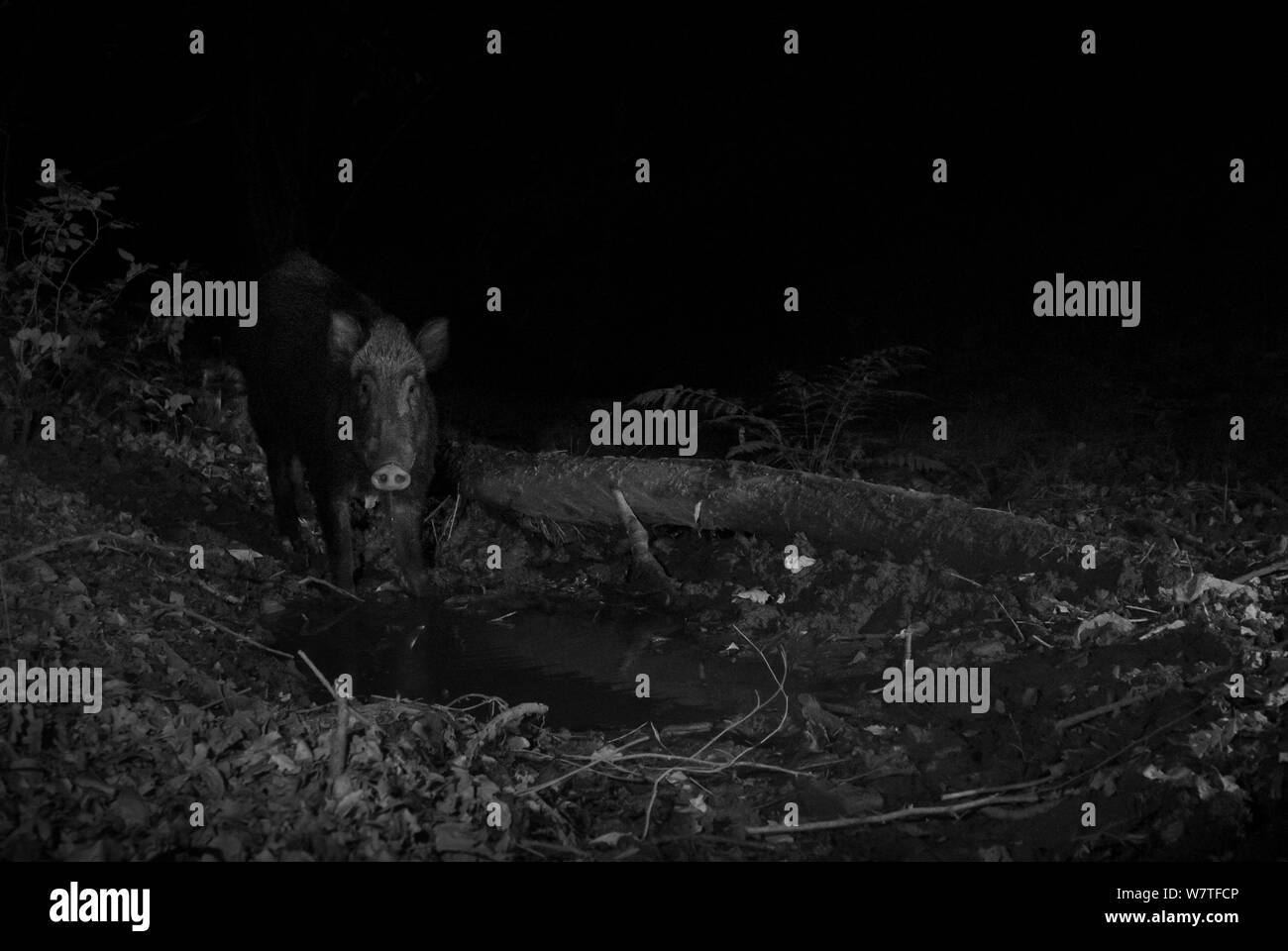 Wildschwein (Sus scrofa) in der Nacht mit Infrarot Fernbedienung Kamera trap, Mayenne, Pays de Loire, Frankreich. Stockfoto