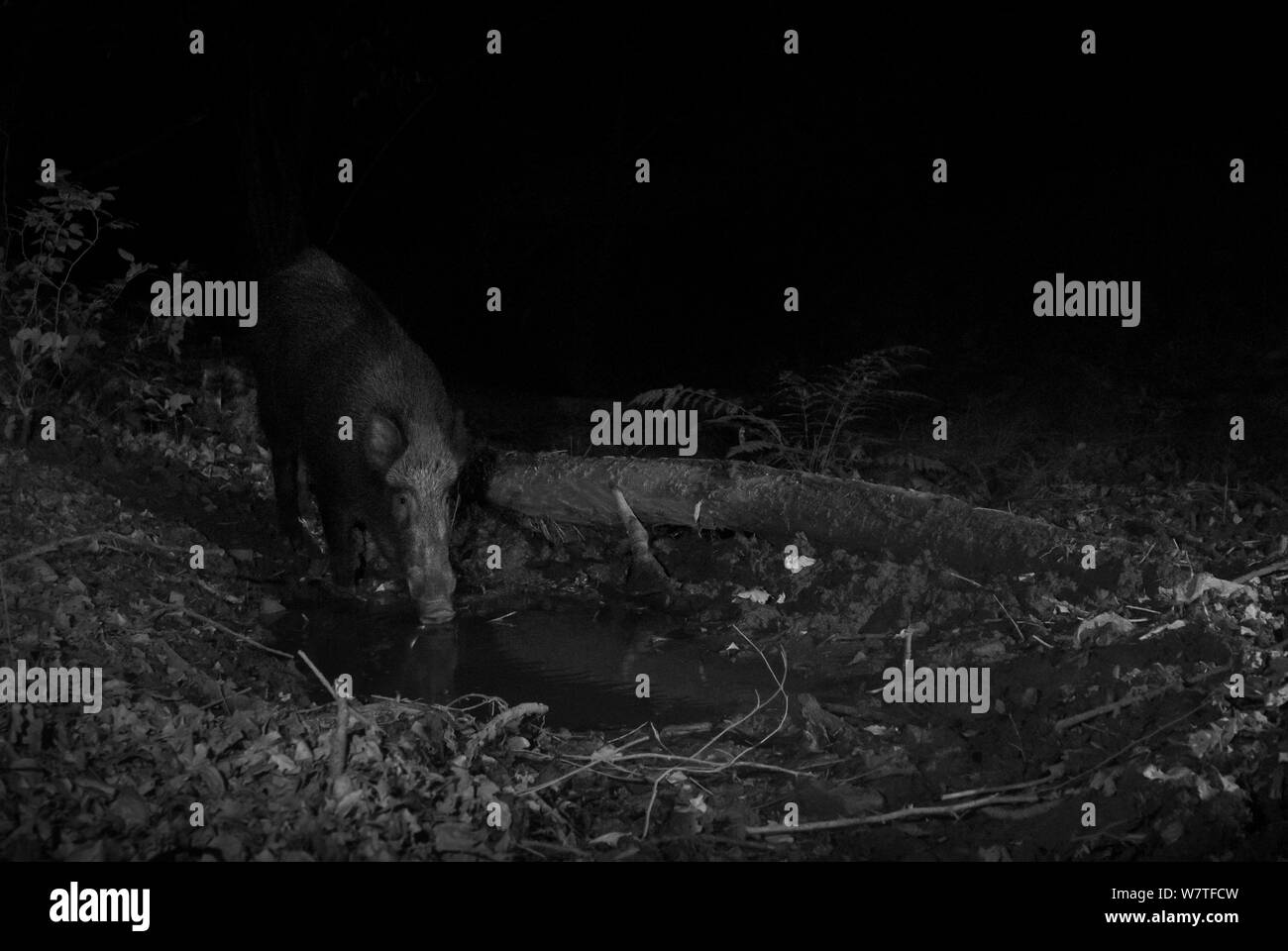 Wildschwein (Sus scrofa) in der Nacht mit Infrarot Fernbedienung Kamera trap, Mayenne, Pays de Loire, Frankreich. Stockfoto