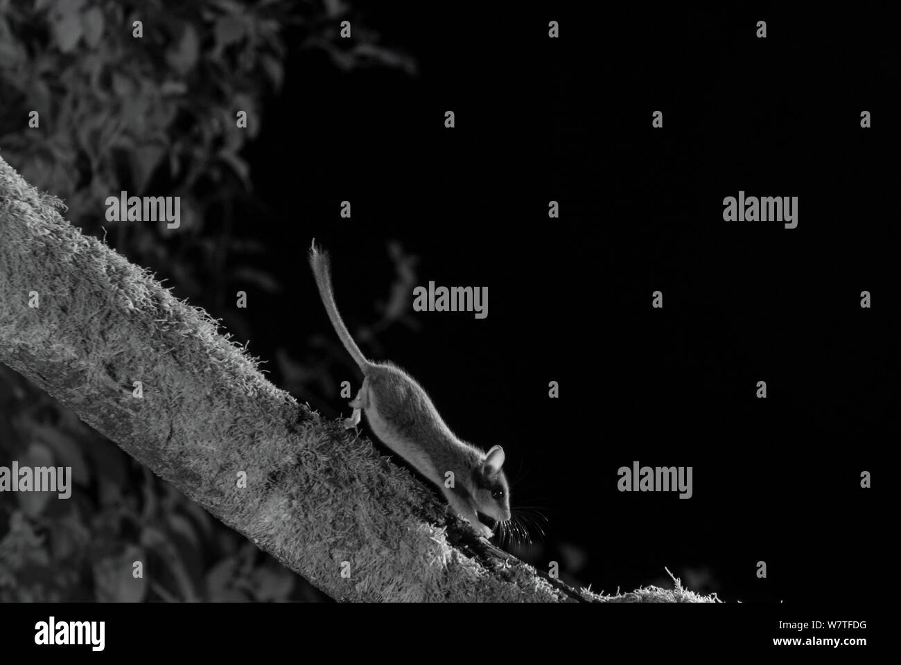 Siebenschläfer (Eliomys quercinus), die Niederlassung, in der Nacht mit Infrarot Fernbedienung Kamera trap, Frankreich, Juli genommen. Stockfoto