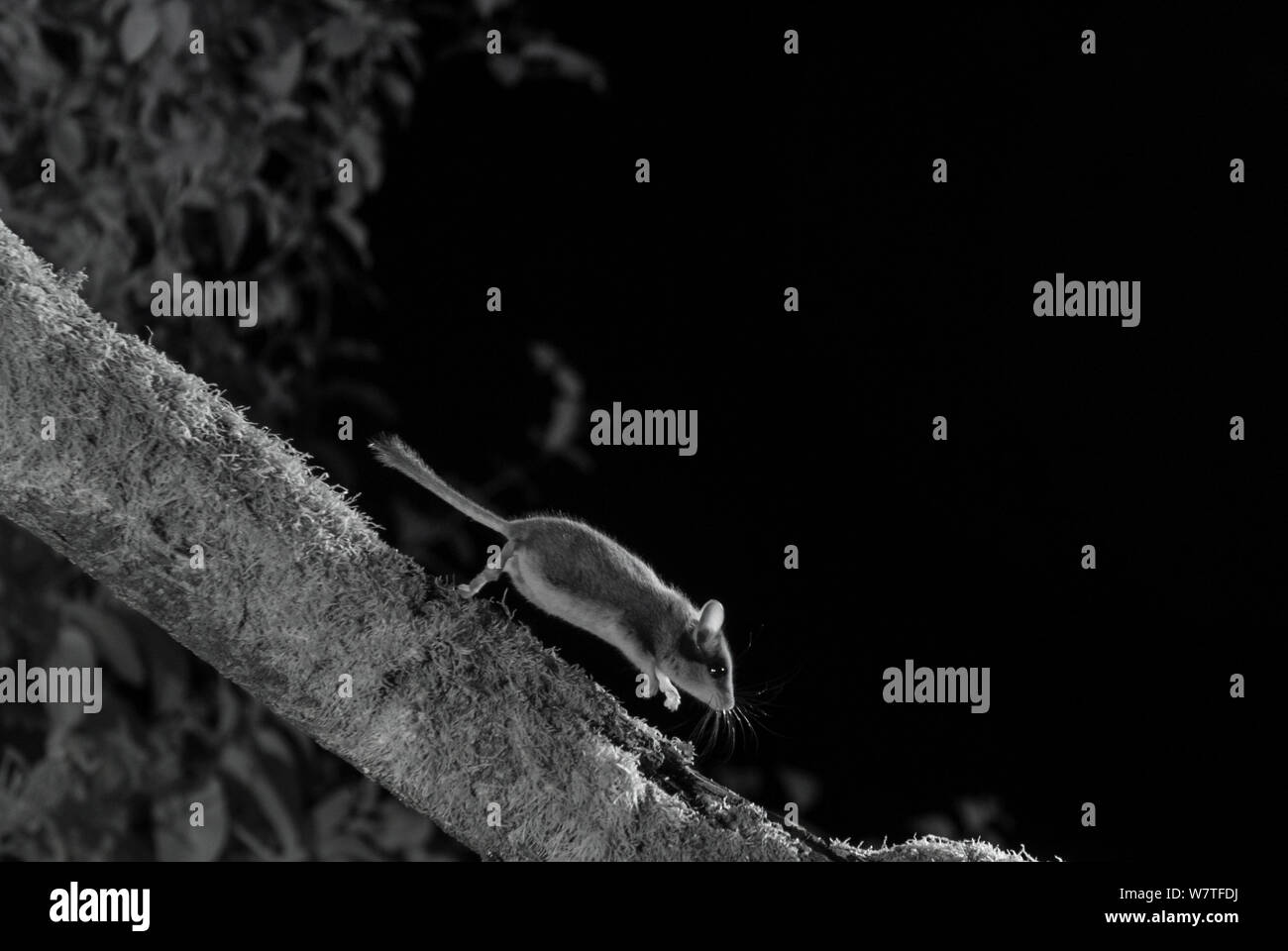 Siebenschläfer (Eliomys quercinus) bei Nacht mit Infra-red Remote Camera trap, Frankreich, Juli genommen. Stockfoto