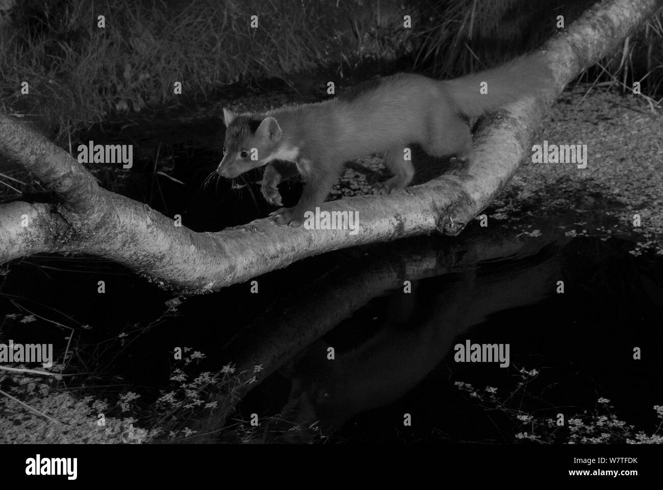 Baummarder (Martes martes) Kreuzung Zweig über Teich im Garten, Mayenne, Pays de Loire, Frankreich, Juni. Stockfoto