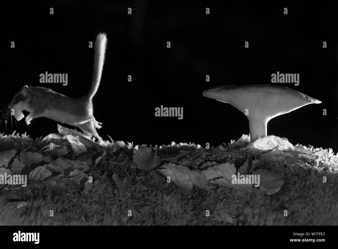 Wald Siebenschläfer (Dryomys nitedula) Durchführung Köder (pear) neben Pilz, in der Nacht, mit Infrarot Fernbedienung Kamera trap, Slowenien, Oktober getroffen. Stockfoto