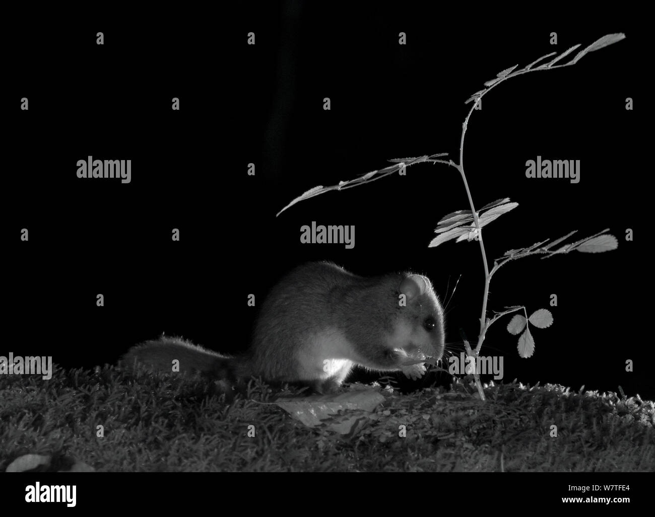 Genießbare Siebenschläfer (Glis Glis) Fütterung in der Nacht, mit Infra-red Remote Camera trap, Slowenien Stockfoto