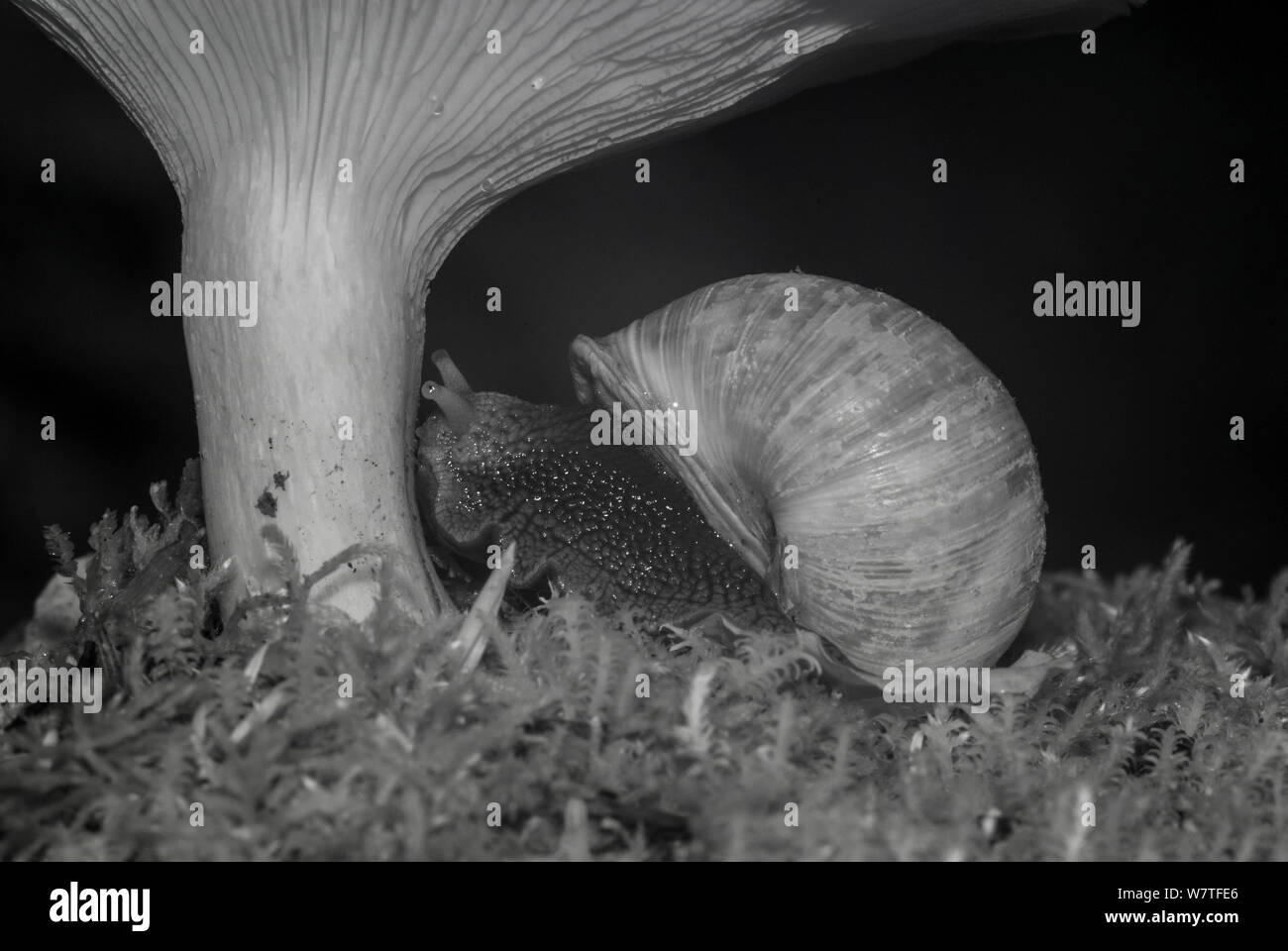 Schnecke (Helix pomatia) und Pilz in der Nacht, mit Infra-red Remote Camera trap, Slowenien, Oktober getroffen. Stockfoto