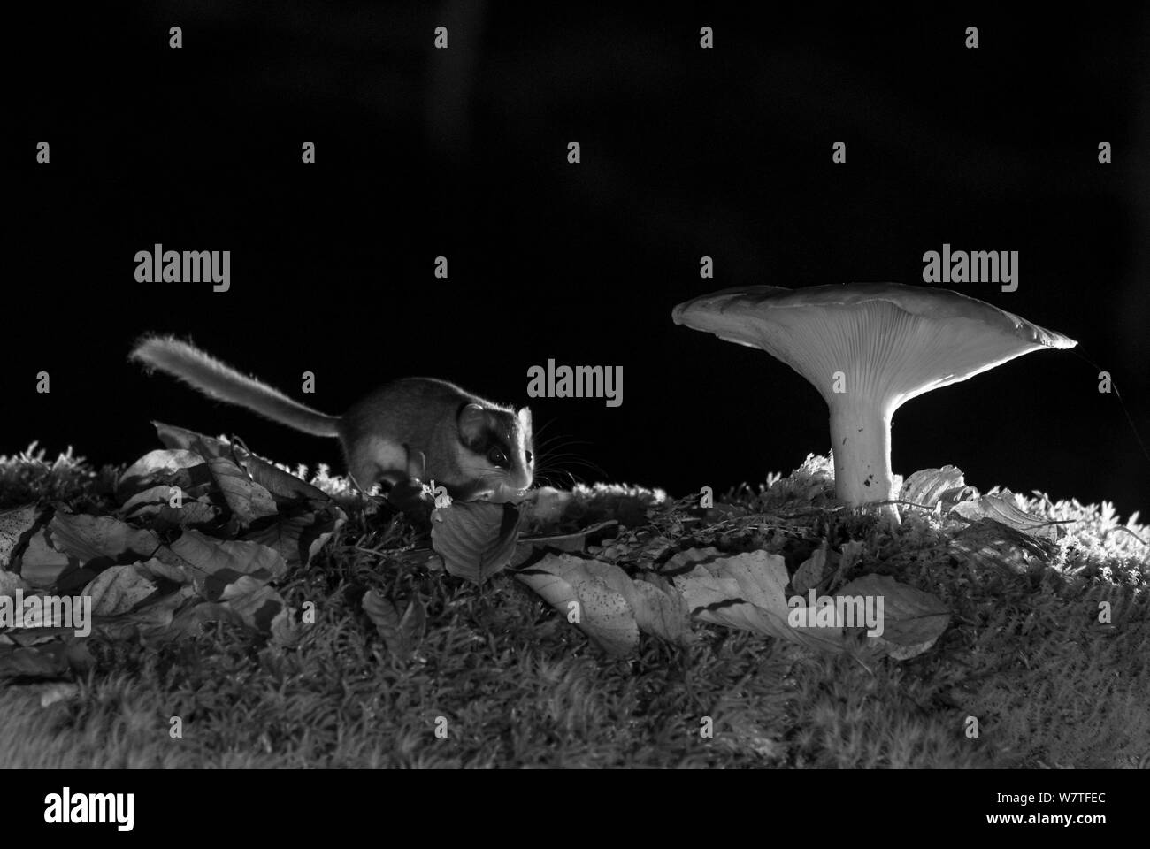 Wald Siebenschläfer (Dryomys nitedula) Fütterung auf Köder (pear) neben Pilz, in der Nacht, mit Infrarot Fernbedienung Kamera trap, Slowenien, Oktober getroffen. Stockfoto