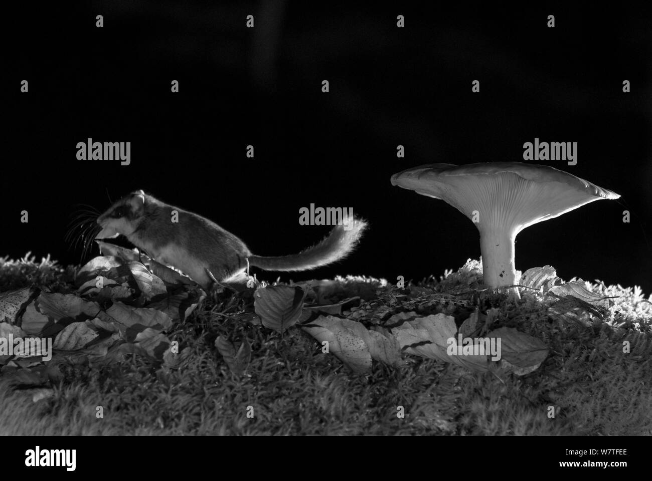 Wald Siebenschläfer (Dryomys nitedula) mit Köder (ein Stück Birne), Wandern von Pilz in der Nacht, mit Infrarot Fernbedienung Kamera trap, Slowenien, Oktober getroffen. Stockfoto