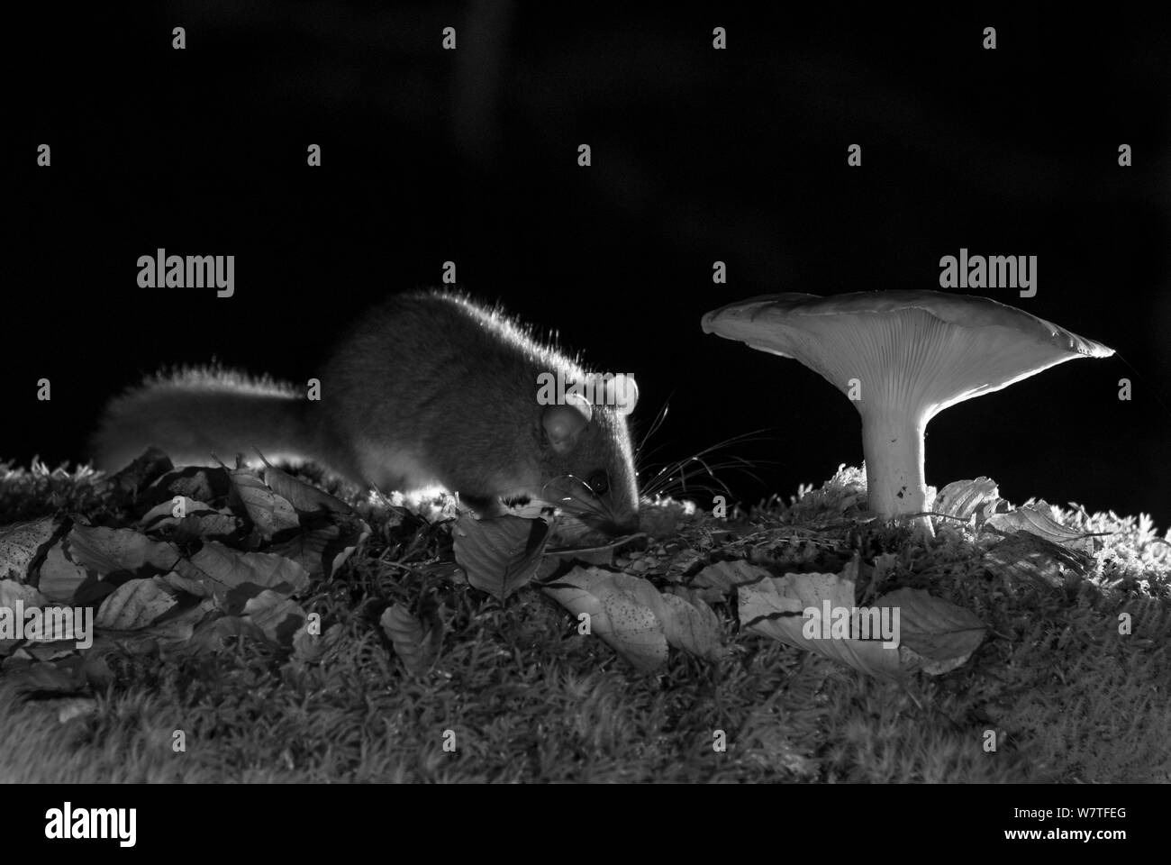Genießbare Siebenschläfer (Glis Glis) und Pilz in der Nacht, mit Infrarot Fernbedienung Kamera trap, Slowenien, Oktober getroffen. Stockfoto